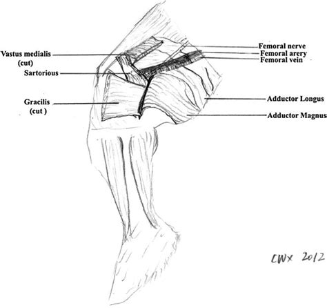 Regional anatomy of a rabbit's thigh. The femoral artery and vein