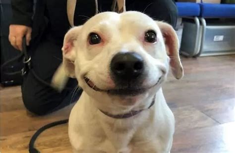 В Сети найдена самая улыбающаяся собака в мире смешные фото