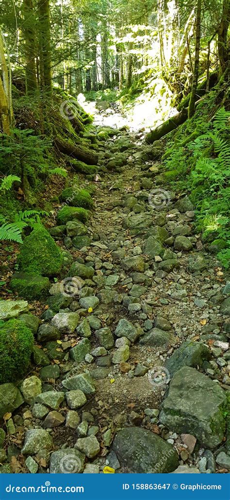 Path With Stones And Pebbles In The Forest Stock Image Image Of