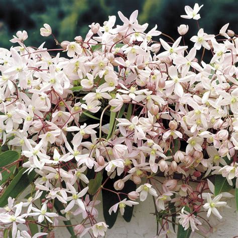 Shop clematis armandii apple blossom at j parker dutch bulbs. Apple Blossom Clematis 10 seeds | Clematis armandii ...