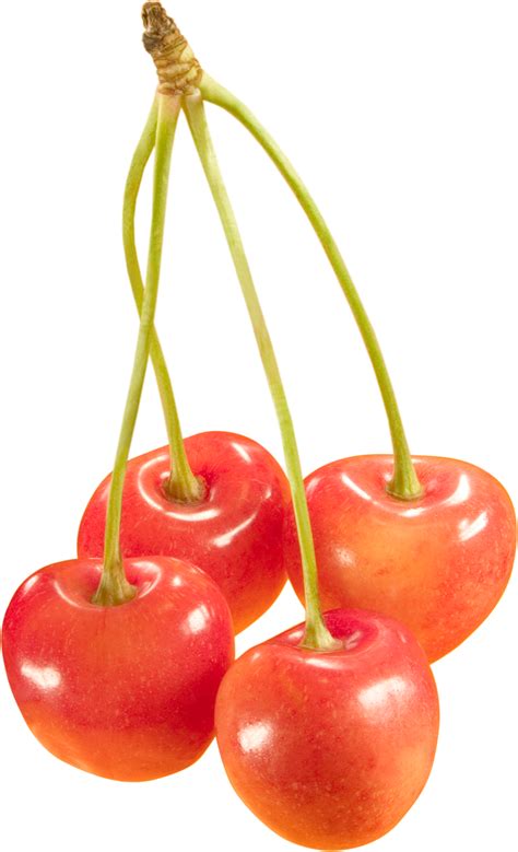 Cherries Png Image Purepng Free Transparent Cc0 Png Image Library