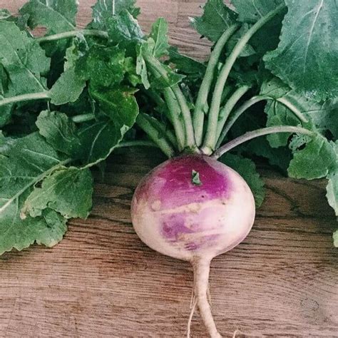 Look no further bbc foods margarita recipe. Sweet Turnip and Carrot Soup | The Infinebalance Food Blog