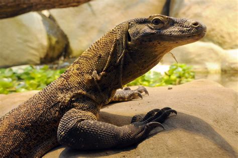 Varanus Komodoensis Komodowaran Im Grzimekhaus Im Zoo Fran Flickr