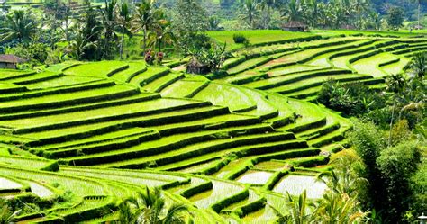 Setia walk homestay ⭐ , malaysia, selangor state, puchong, persiaran wawasan: Jatiluwih Rice Field Trekking - Bali Trekking Info