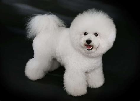 Bichon Frise Breed Information All You Need To Know Dog Product Picker