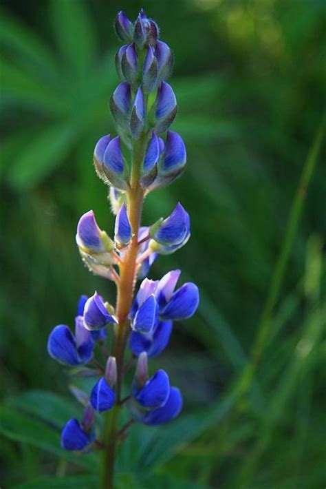 Wild Blue Lupine Flowers Pinterest