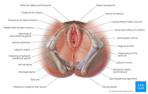 The groin area is a hotbed of organs that all coexist. Müllerian cyst: Case, symptoms, diagnosis and treatment | Kenhub