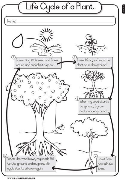 Plant Lifecycle Life Cycles Science Worksheets Plant Life Cycle