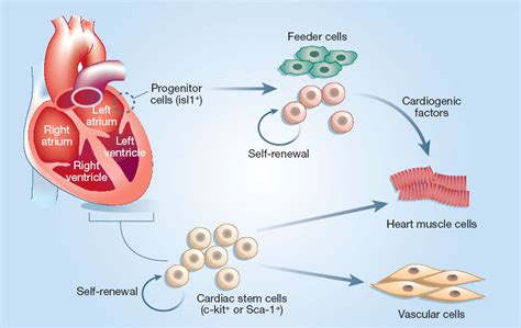 Stem Cells In Cardiac Tissue Regeneration Regenerating Cardiac