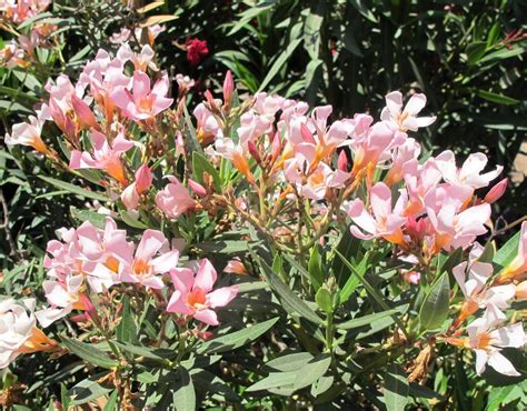 Nerium Oleander Petite Pink Nerium Oleander „petite Pink” Oleander