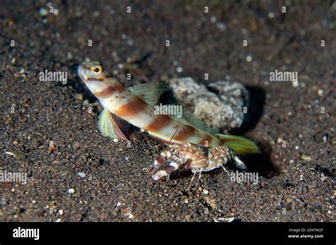 Tiger Pistol Shrimp Fotograf As E Im Genes De Alta Resoluci N Alamy