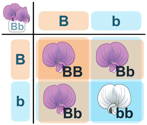 Sintético 104 Foto Segunda Ley De Mendel Cuadro De Punnett Alta