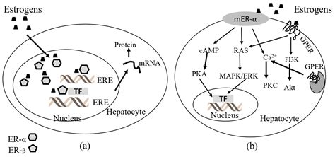 ijms free full text beneficial and deleterious effects of female sex hormones oral