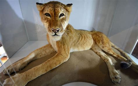 Tiger Lion Cross Maude The Tigon Is Back On Display After 65 Years