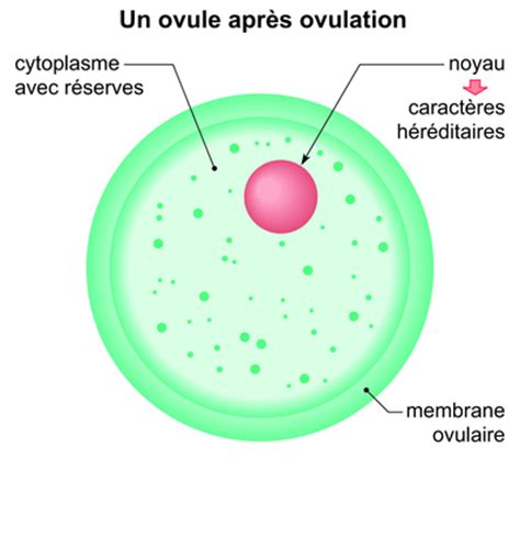 Lors de l'ovulation c'est un ovocyte et non un ovule qui est libéré. Un ovule après ovulation - Assistance scolaire ...