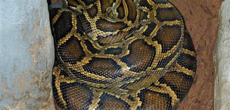 hallan 219 serpientes escondidas en un departamento de buenos aires internacional biobiochile