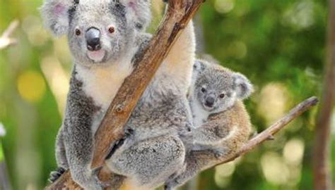 How Does A Mother Koala Carry Her Baby Animals Momme