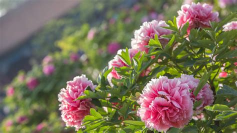 Peonies Chinas Former National Flower Bloom In Imperial Garden Cgtn