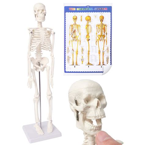 Mini Human Skeleton Model For Anatomy 177 Full Body Human Skeleton