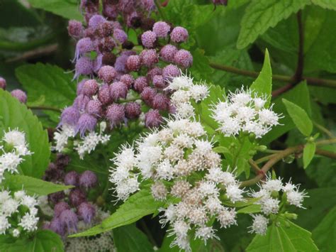 White Snakeroot Pretty But Poisonous