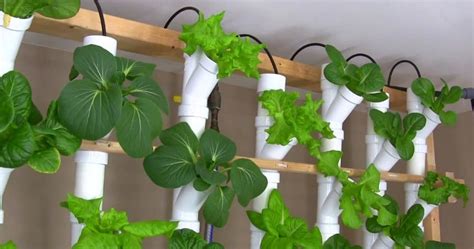 Your plants will begin to grow, and in months, will fill the entire wall, making it appear like a homogeneous layer of vegetation. A Basement PVC Vertical Hydroponic Tower Garden
