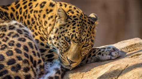 3840x2160 Zoo Leopard 4k Hd 4k Wallpapers Images