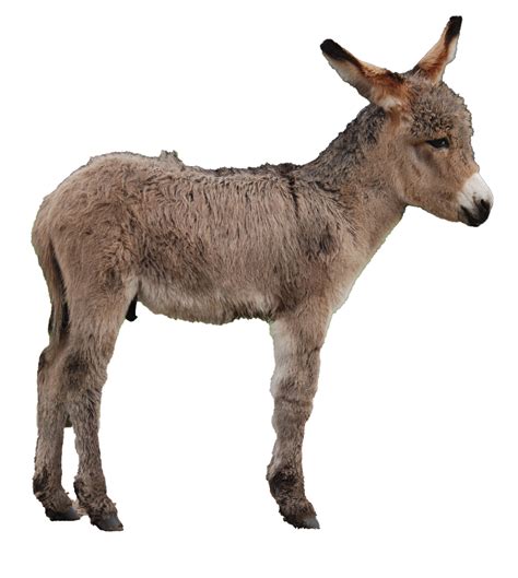 Download Images Donkey Free Clipart Hd Hq Png Image Freepngimg