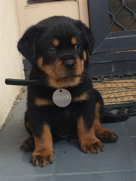 They want to be with their owners no matter what and. How much do Rottweiler puppies typically cost ...