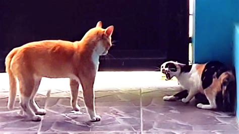 Cats Very Angry Fight 2 Real Cat Fight With Scary Meow Youtube
