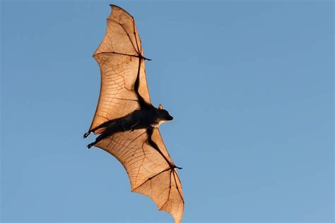 Giant Flying Fox Bat Baby