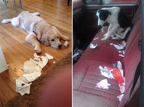 Guilty Dogs That Are Very Sorry For What They Just Did