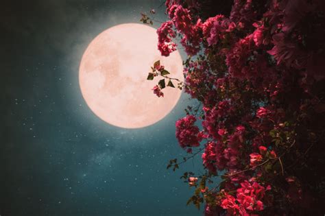 If you're in search of the best romantic anime wallpapers, you've come to the right place. Premium Photo | Romantic night scene, beautiful pink ...