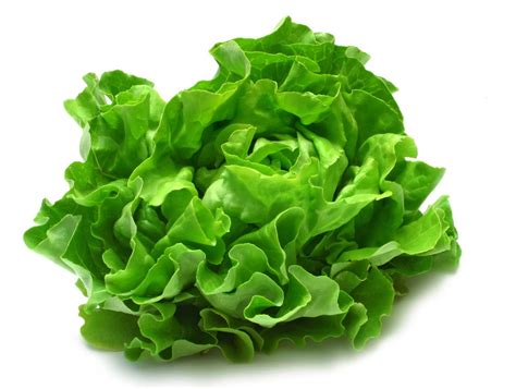 Lettuce Description Varieties And Facts Britannica