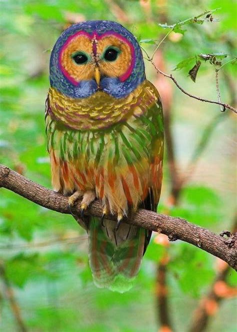 All Creatures Great And Small ~ The Rainbow Owl Is A Rare Species Of