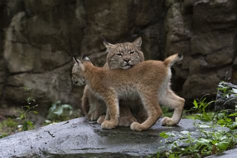 Siberian Lynx Baby