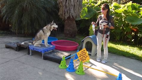 How To Use E Collar Obedience Trained Retrieves Fast Off Leash Recalls