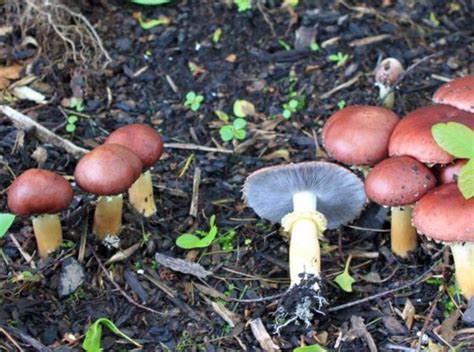 Growing Red Wine Cap Mushrooms On The Homestead