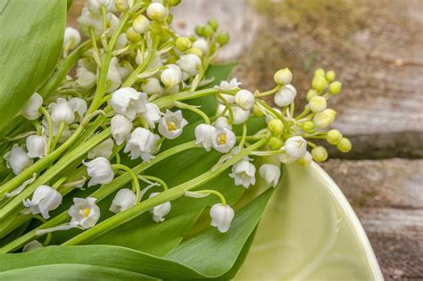 Fiori bianchi orto spontanee : fiori bianchi mughetto