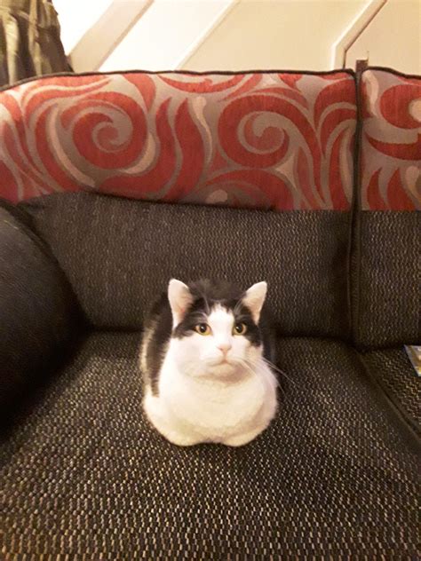 Its Maximo The Perfect Cat Loaf Catloaf