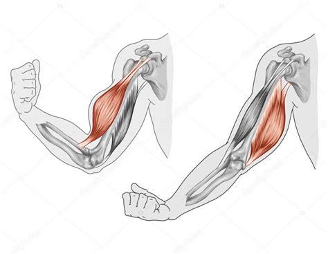 Biceps Triceps Movement Of The Arm And Hand Muscles — Stock Photo
