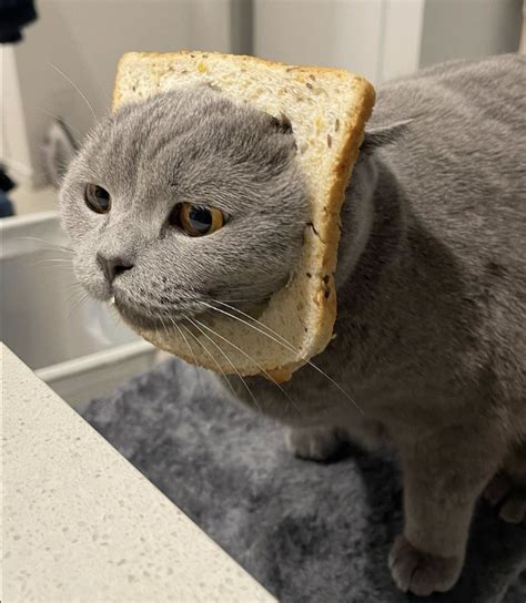 Cat Breading Is Taking Over The Internet And Annoying Felines