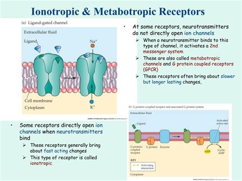 Ppt The Synaptic End Bulb Powerpoint Presentation Id 5748976