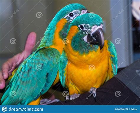 Young Blue Throated Macaw And Endangered And Rare Parrot Species Stock