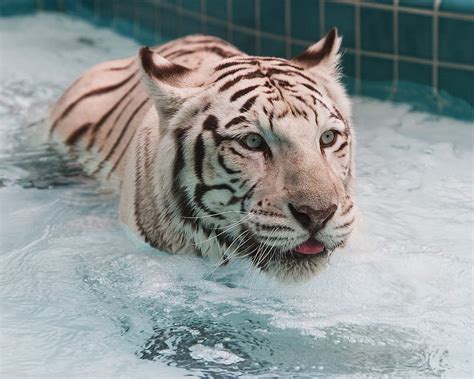 Tiger Swimming White Tiger Big Kitty Tigers Swimming Animal Hd