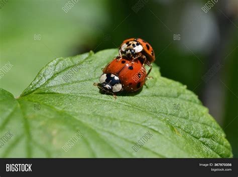 Macro Photo Ladybugs Image And Photo Free Trial Bigstock