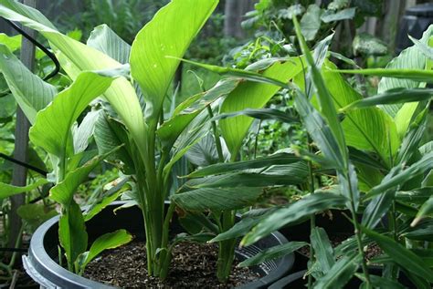 I've moved one of them to my garden and 3 are still in pots. Growing Turmeric In Pots | How To Grow Turmeric, Care ...