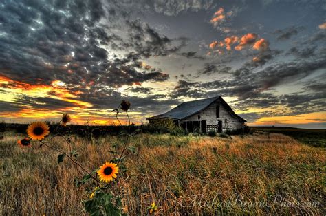 Sunflowers And Old Wood On The Prairie Too Oklahoma Sunsets