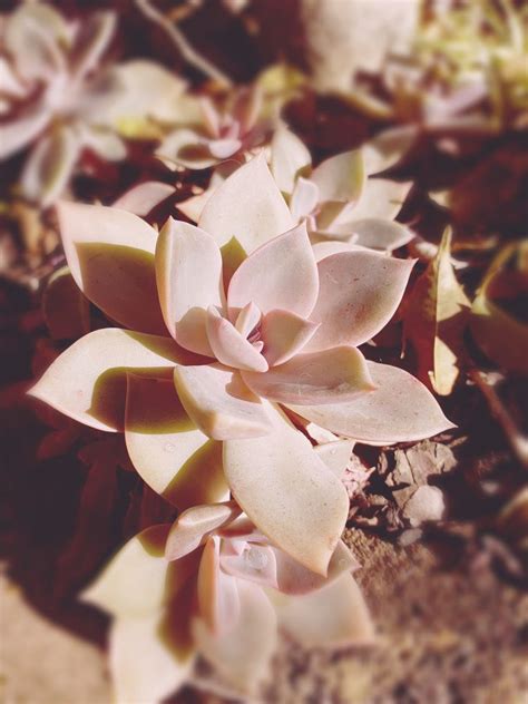 Graptopetalum Paraguayense Ghost Plant By Lilith Lux On Youpic