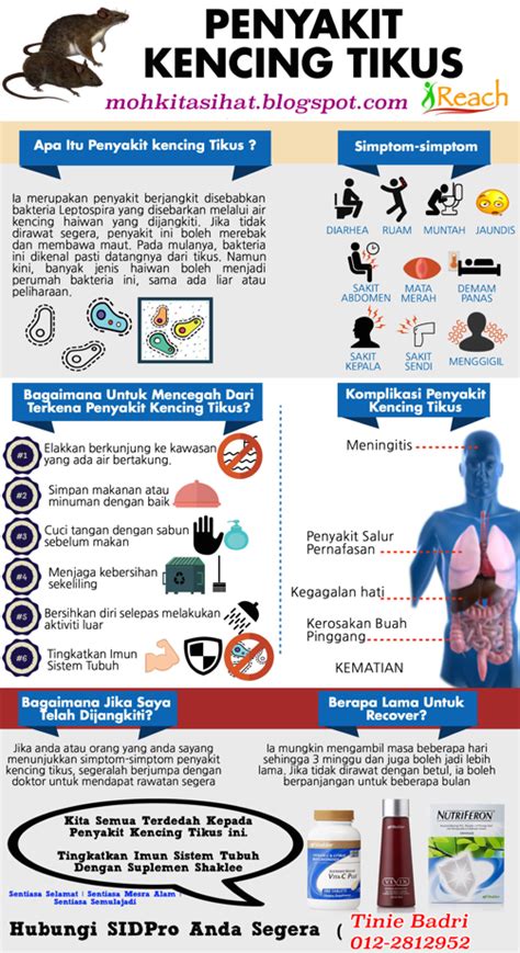 Jika tidak diobati, infeksi dapat menyebabkan kerusakan ginjal, hati, meningitis, gangguan pernapasan hingga kematian. KENCING TIKUS