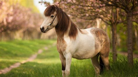 Pony Animal Wallpapers Wallpaper Cave